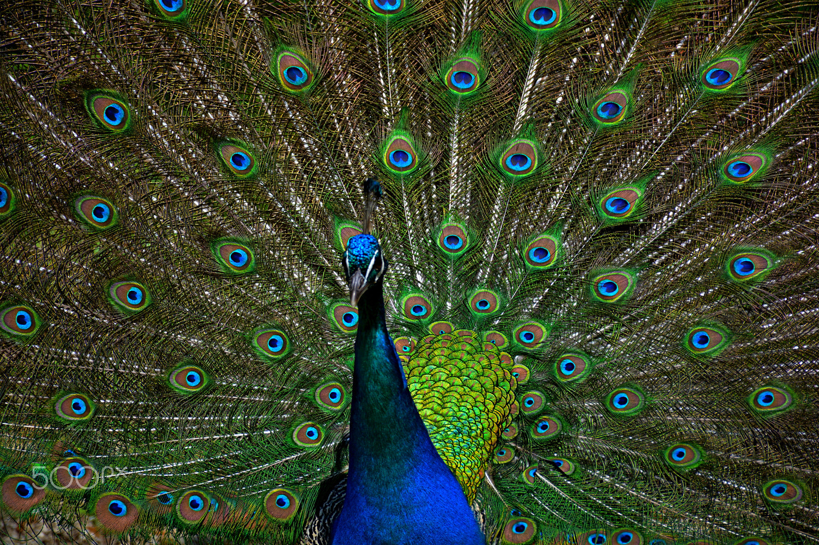 Nikon D5200 + Nikon AF-S DX Nikkor 18-140mm F3.5-5.6G ED VR sample photo. Peacock tail in all his glory photography