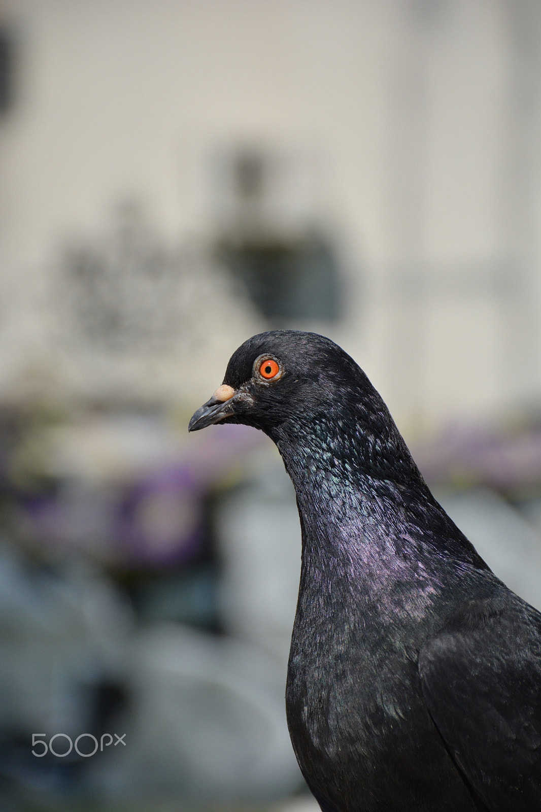 Nikon D5200 sample photo. Pigeon pozer photography