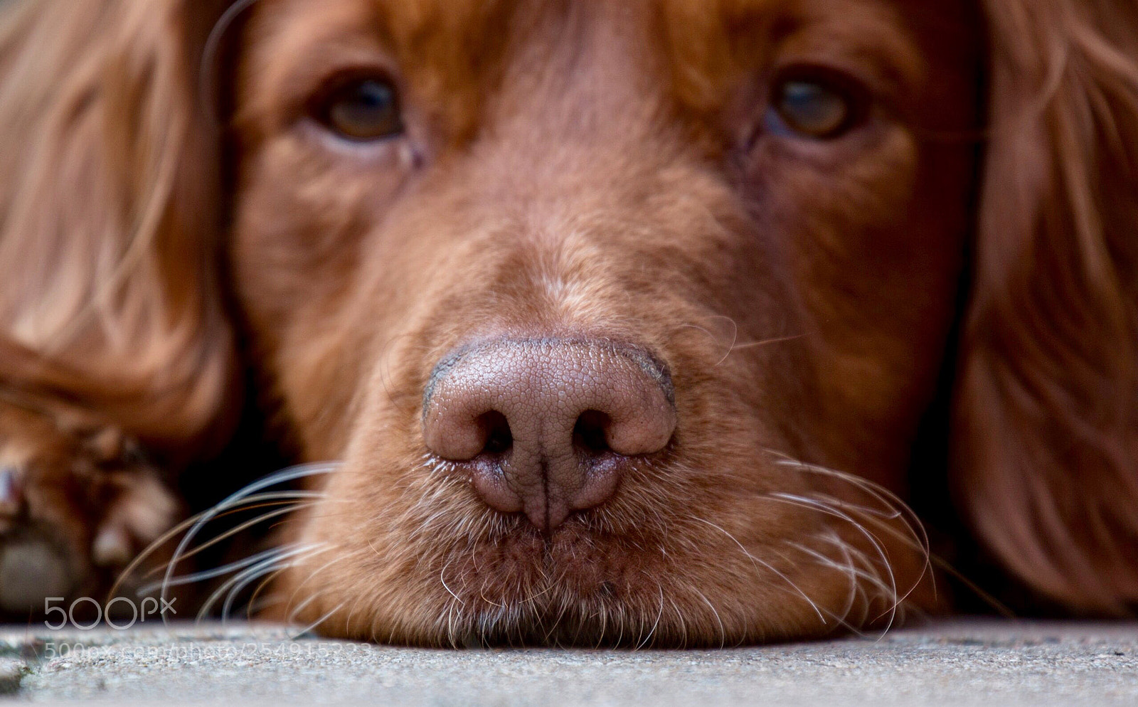 Canon EOS 70D sample photo. Little tired .... photography