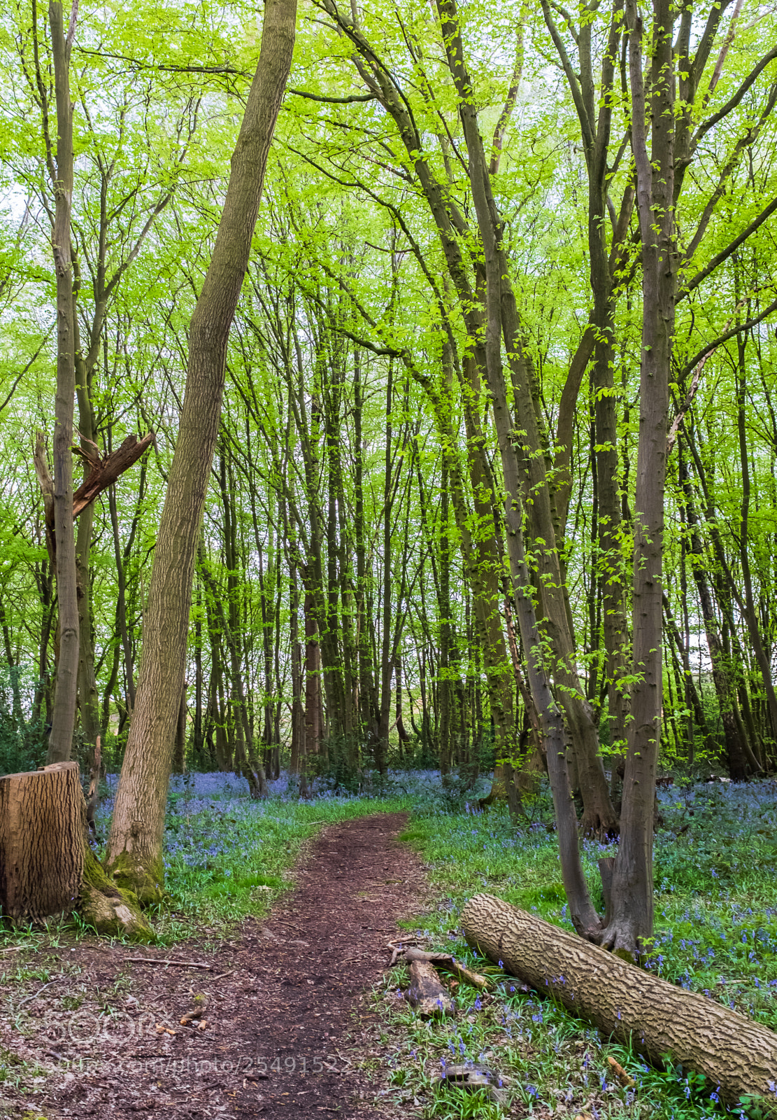 Fujifilm X100F sample photo. Local wood (stevenage hertfordshire) photography