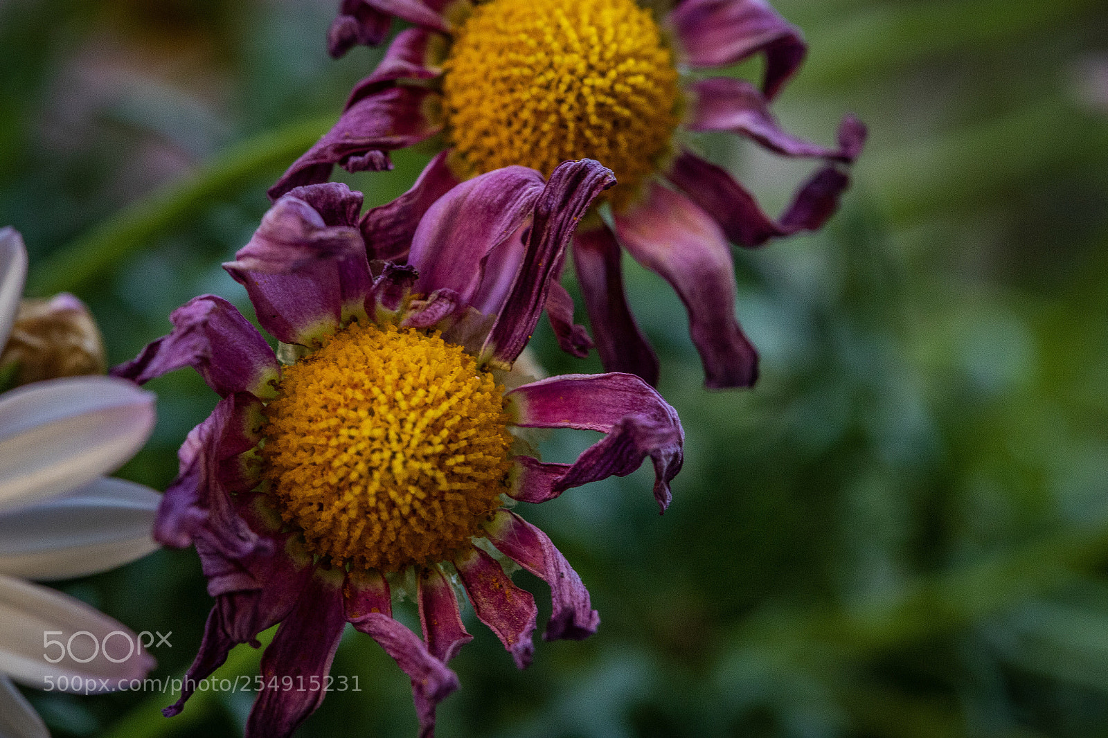 Canon EOS 6D Mark II sample photo. Thirst photography