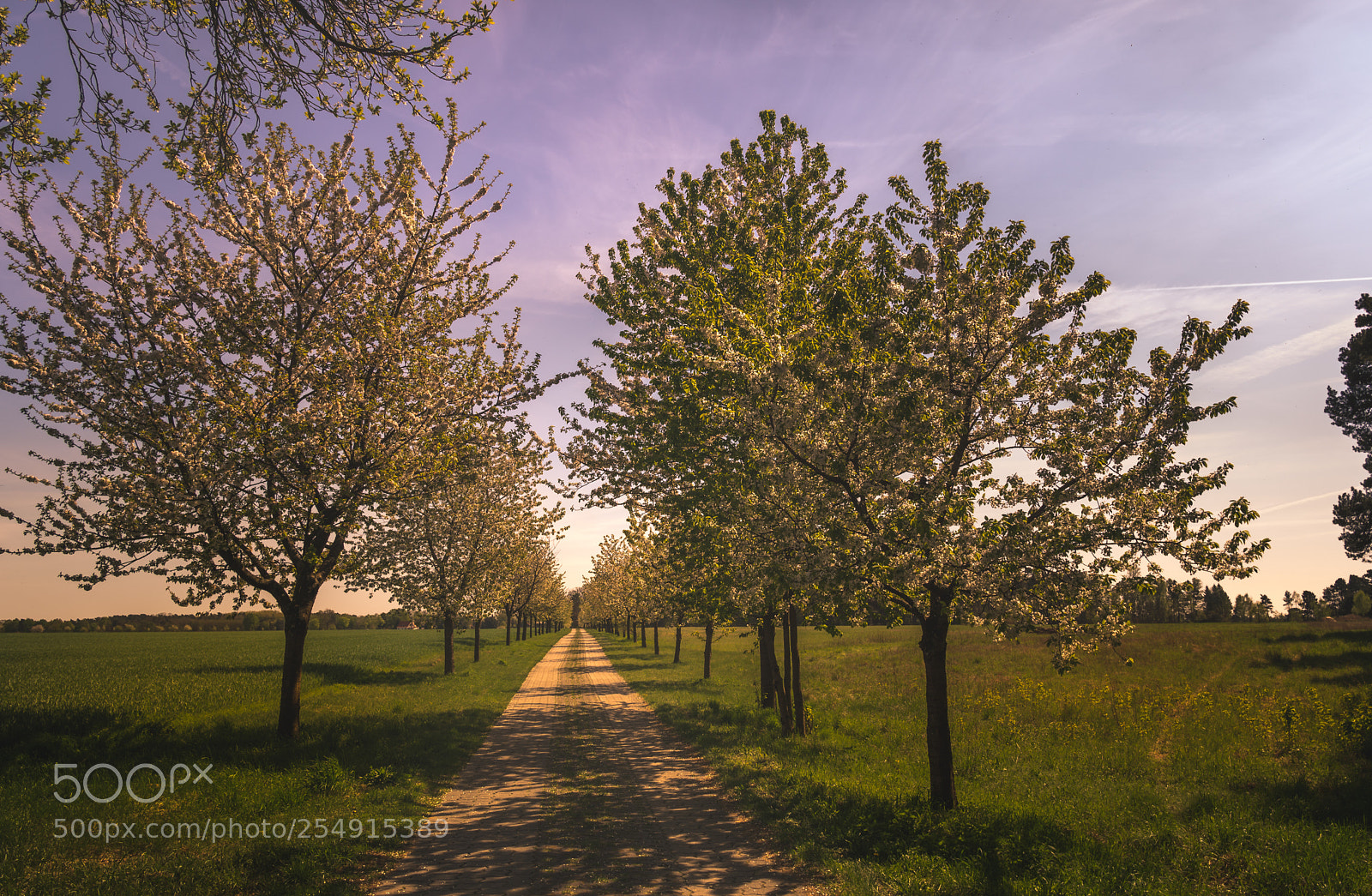 Sony a6500 sample photo. Cherry blossom photography