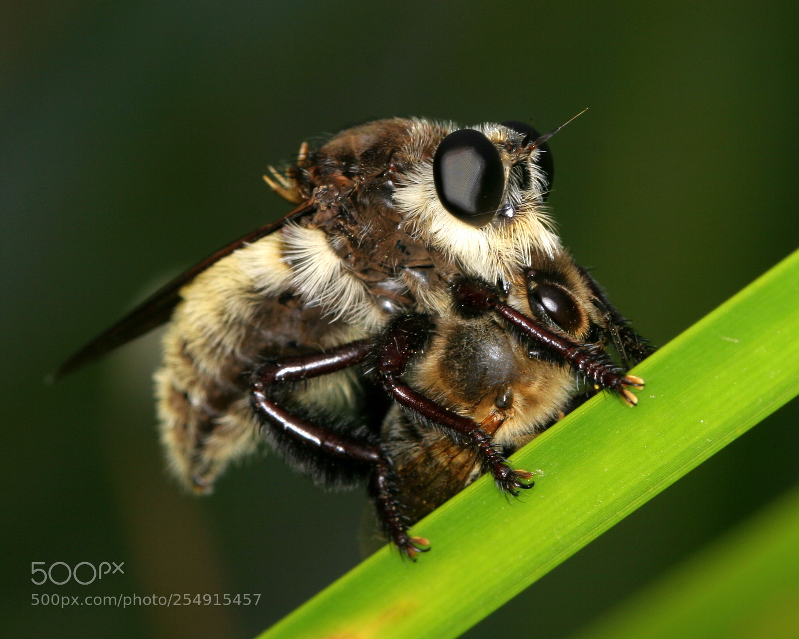 Canon EOS 20D sample photo. Robber fly feeding on photography