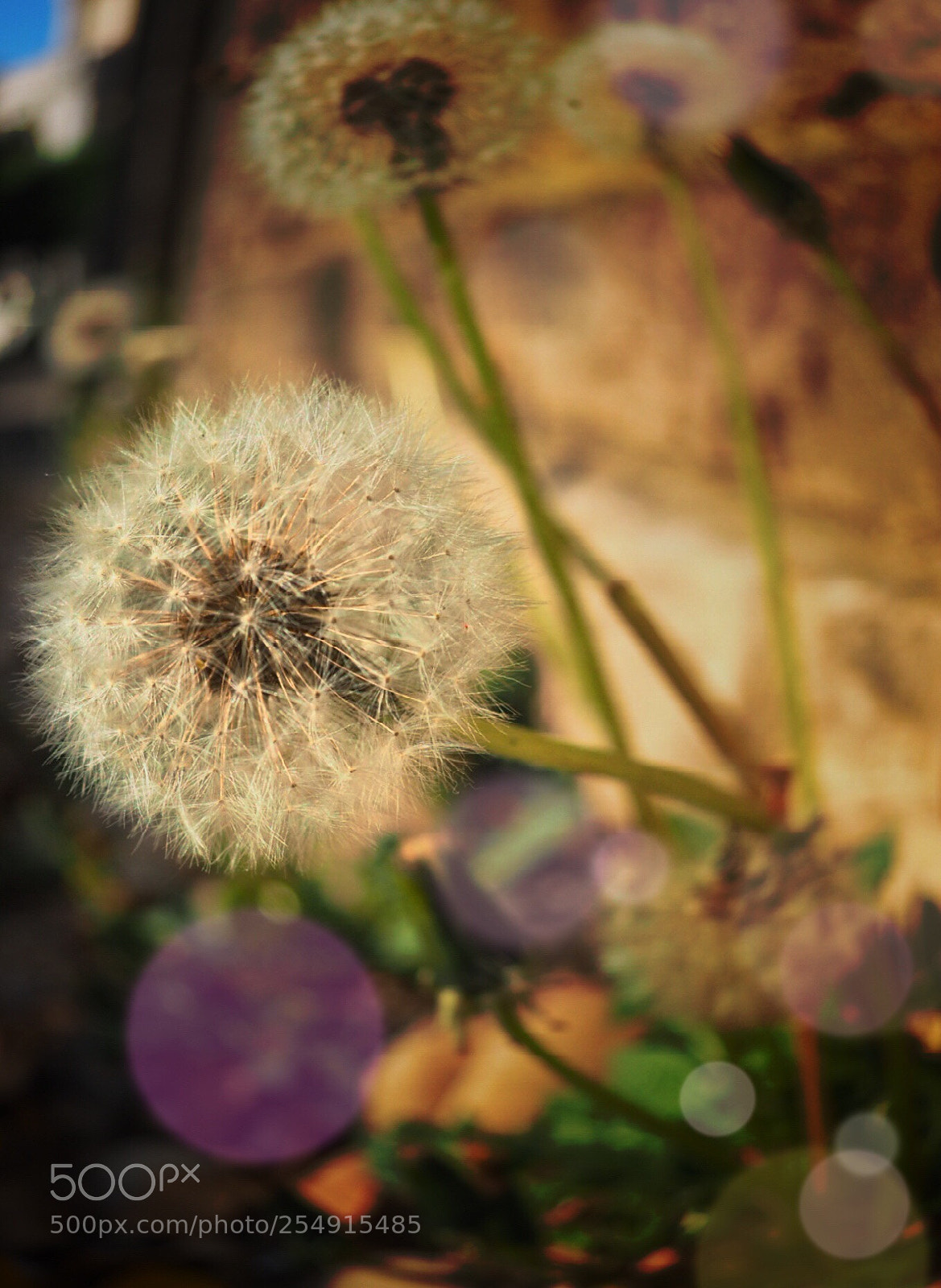 Olympus OM-D E-M10 II sample photo. Springtime  photography
