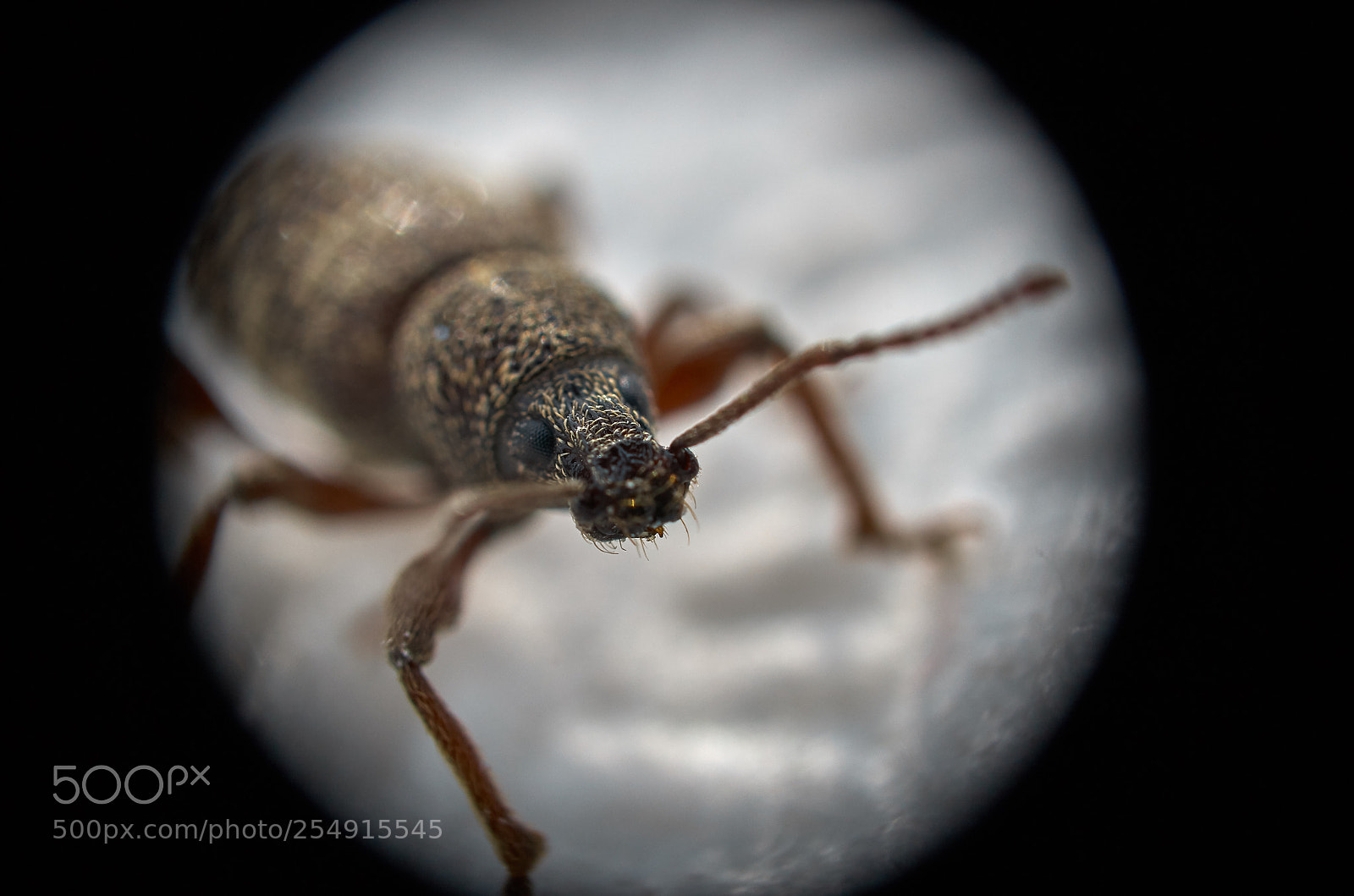 Pentax K-30 sample photo. Macro bug photography