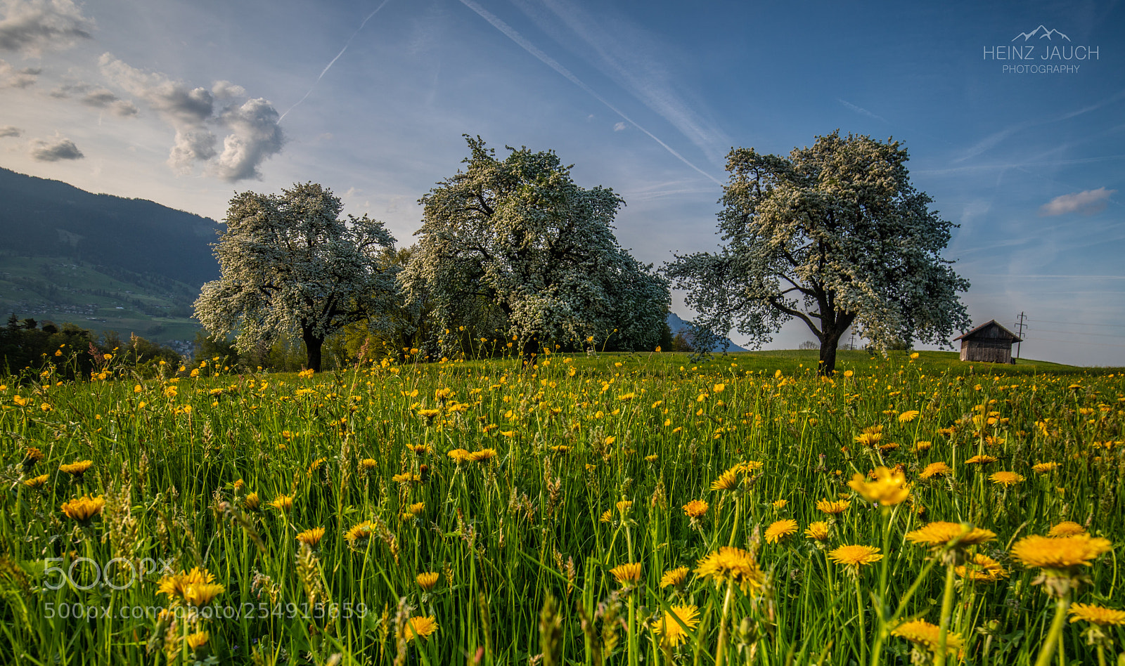 Canon EOS 6D Mark II sample photo. Yellow spring photography