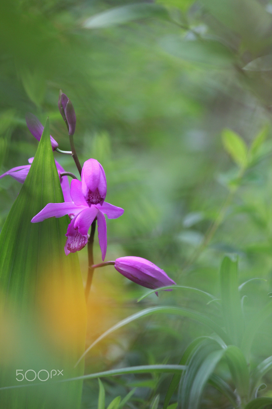 Canon EF-S 55-250mm F4-5.6 IS II sample photo. Hide and seek photography