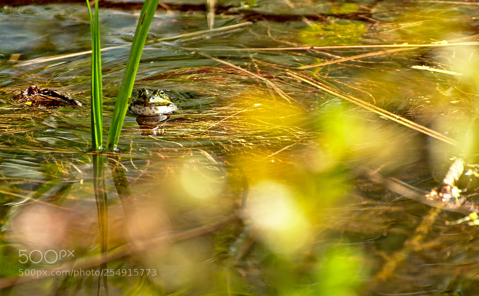Nikon D3300 sample photo. Frog photography
