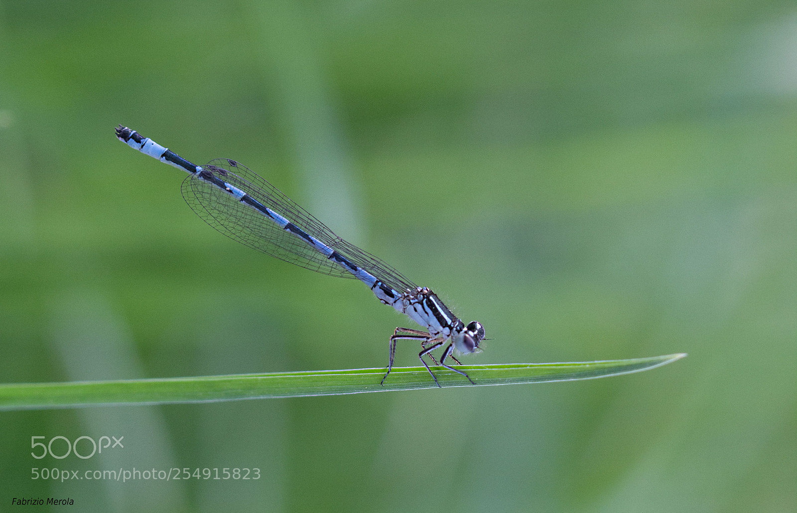 Canon EOS 60D sample photo. Coenagrionidae photography