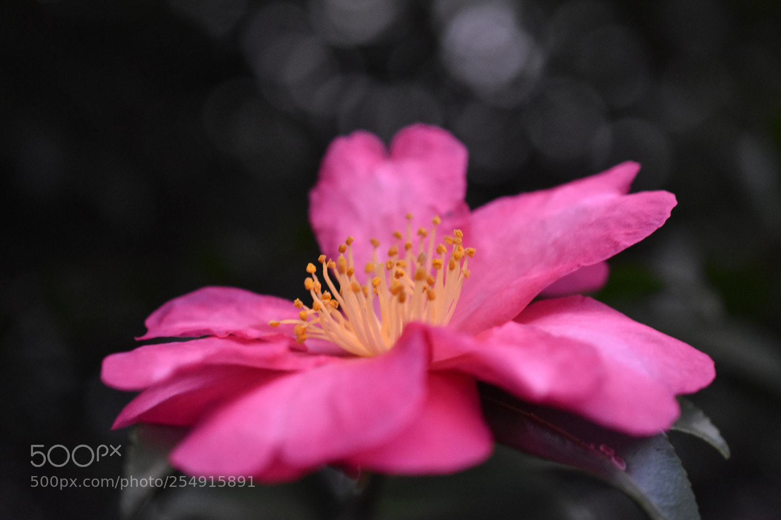 Nikon D3400 sample photo. Camellia at dusk photography