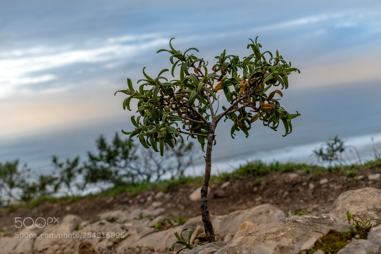 Nikon D5600 sample photo. Figueira da foz photography