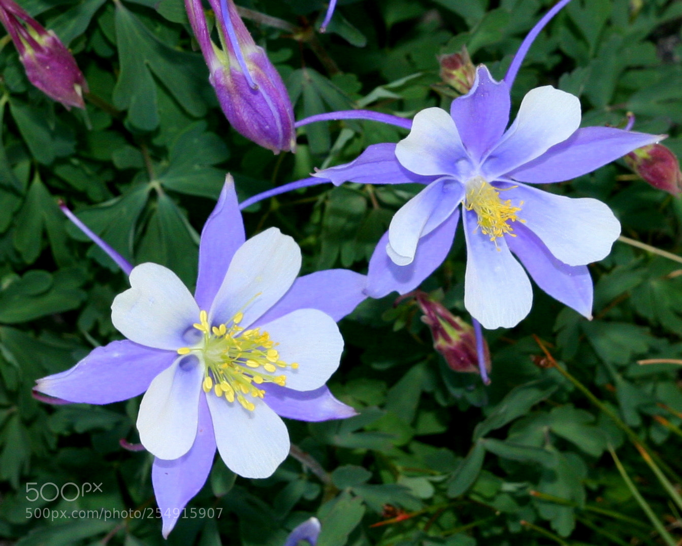 Canon EOS 20D sample photo. Columbines photography