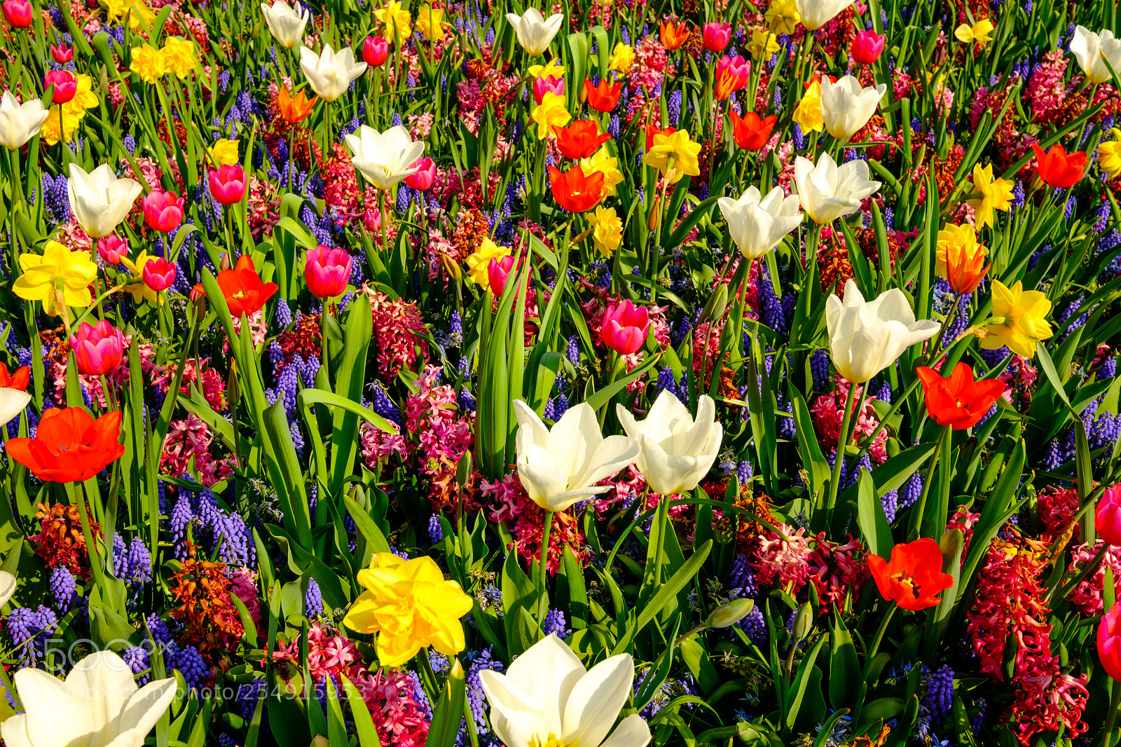 Fujifilm X-T2 sample photo. Keukenhof impressionen photography