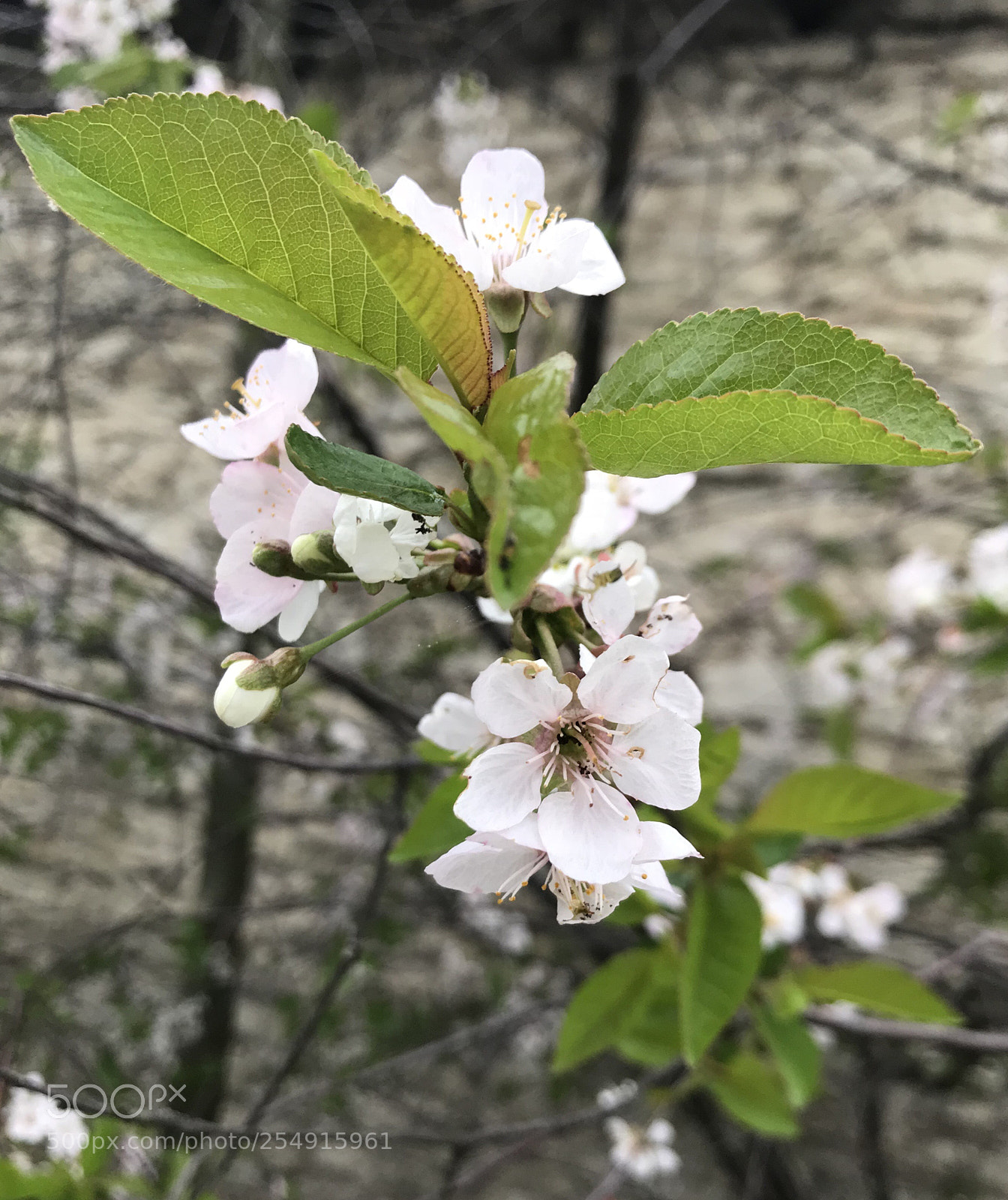 Apple iPhone 7 sample photo. Untitled photography