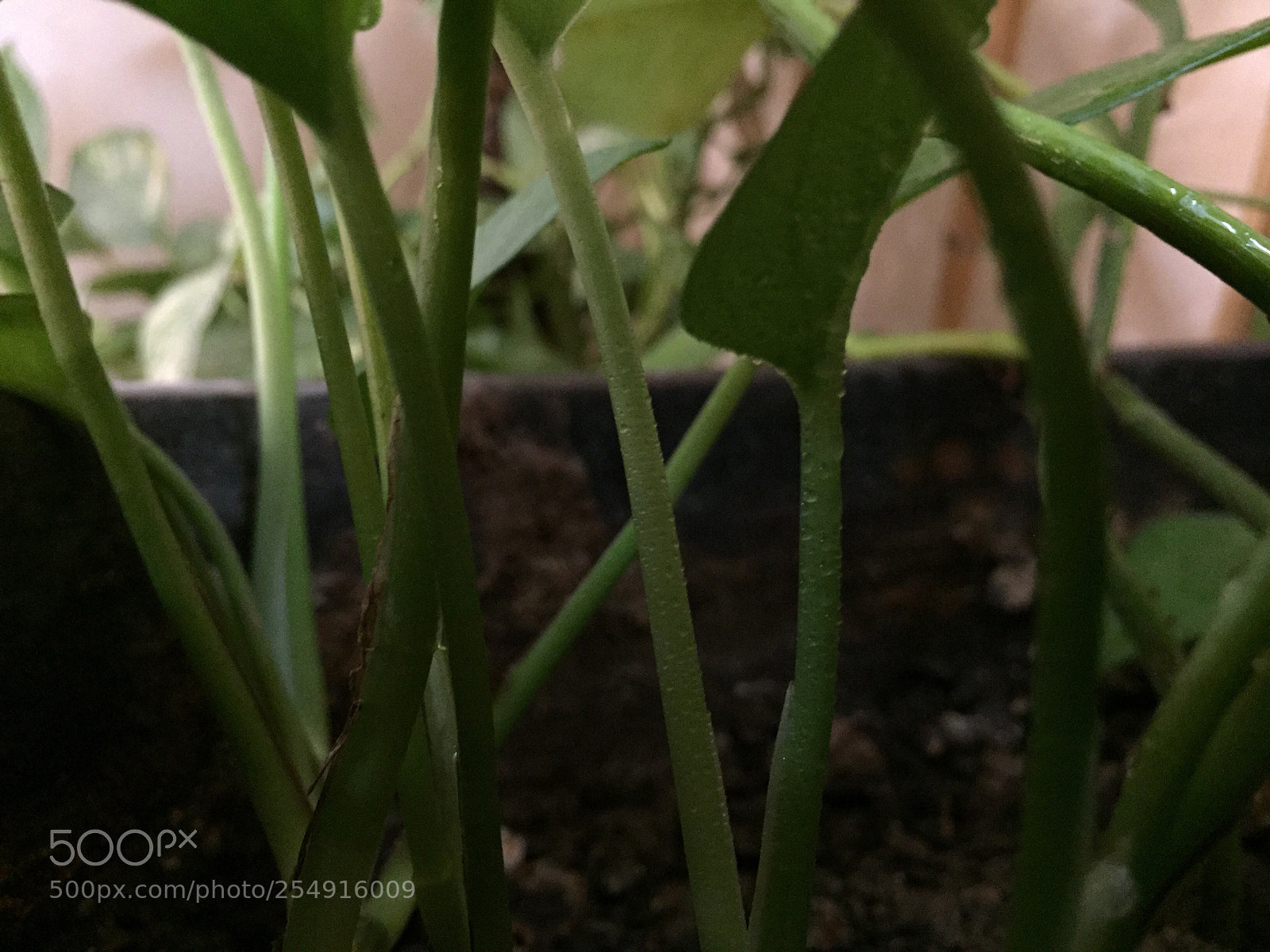 Apple iPhone 6 sample photo. Untitled photography
