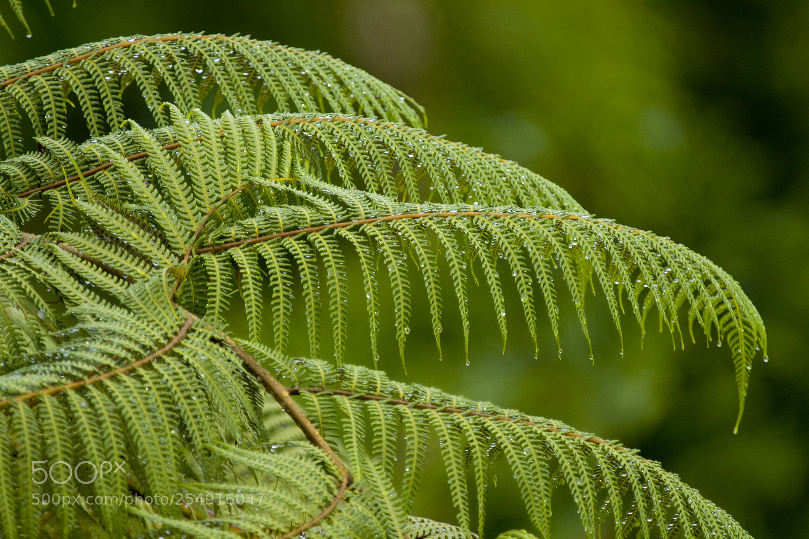 Canon EOS 50D sample photo. The sprinkle photography