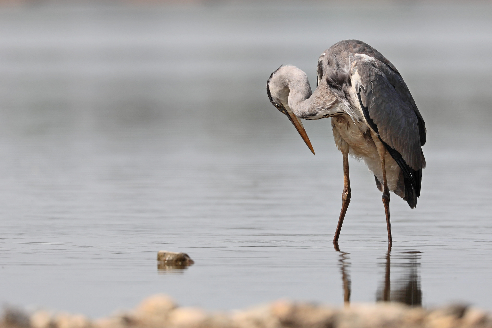 Canon EOS 5D Mark IV sample photo. Heron, blauwe reiger. photography