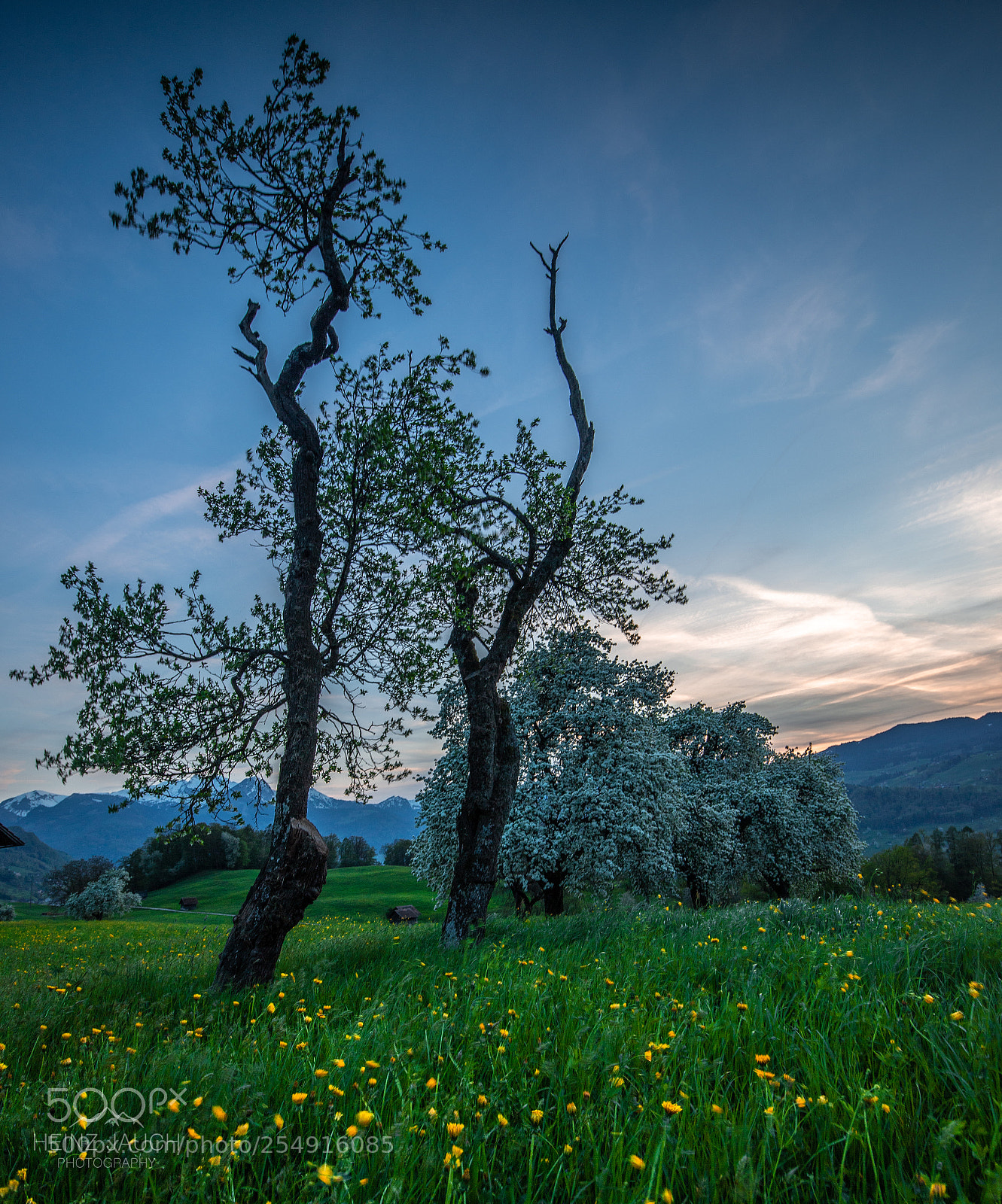Canon EOS 6D Mark II sample photo. Unlike trees photography