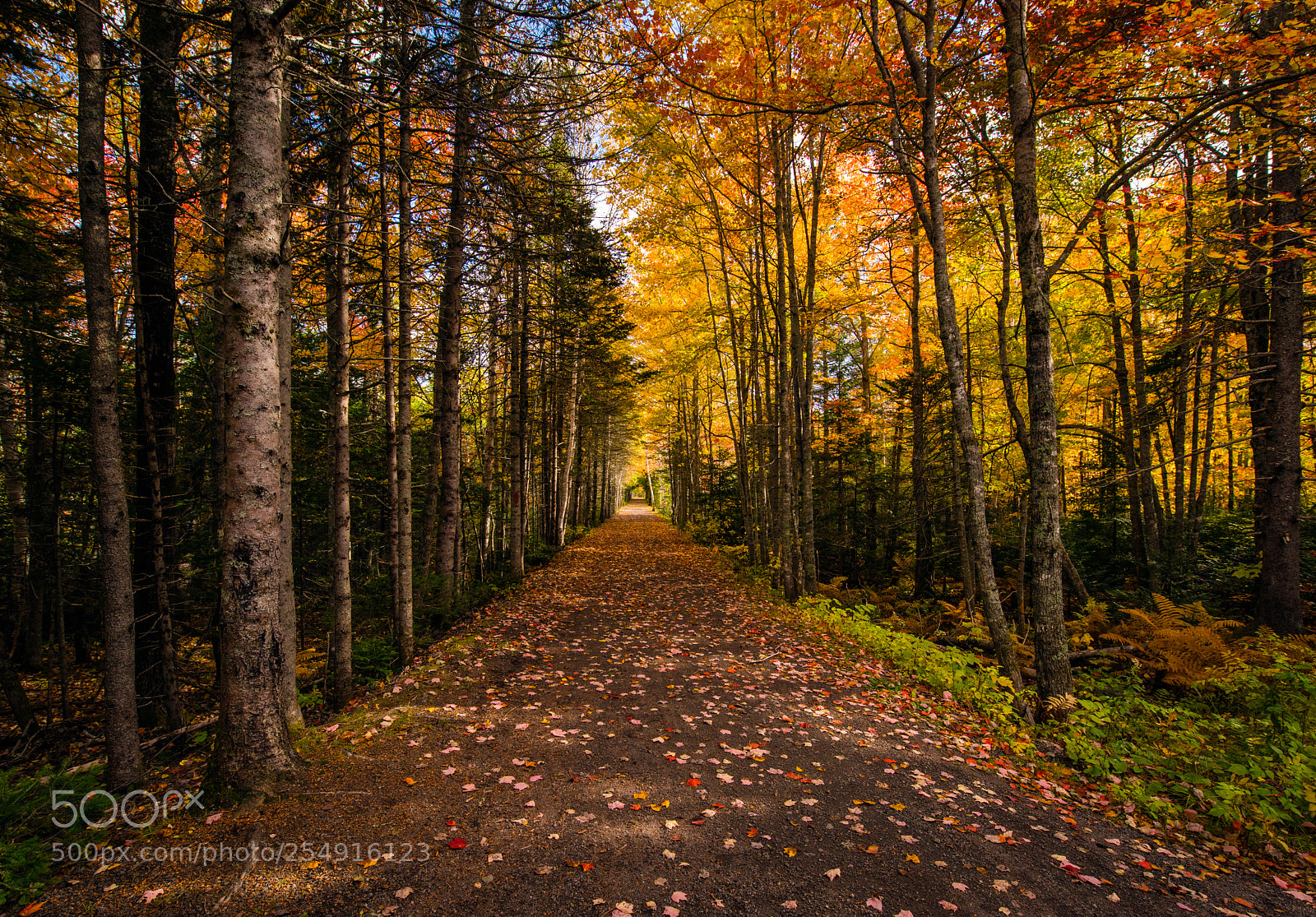 Nikon D810 sample photo. Trail in the woods photography