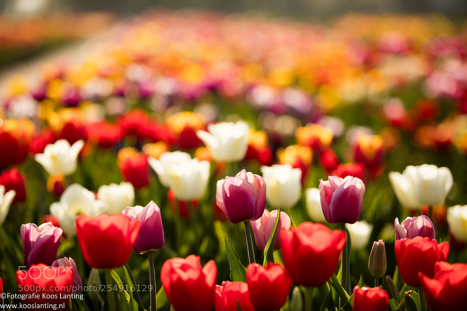 Canon EOS 5DS R sample photo. Tulpenveld photography