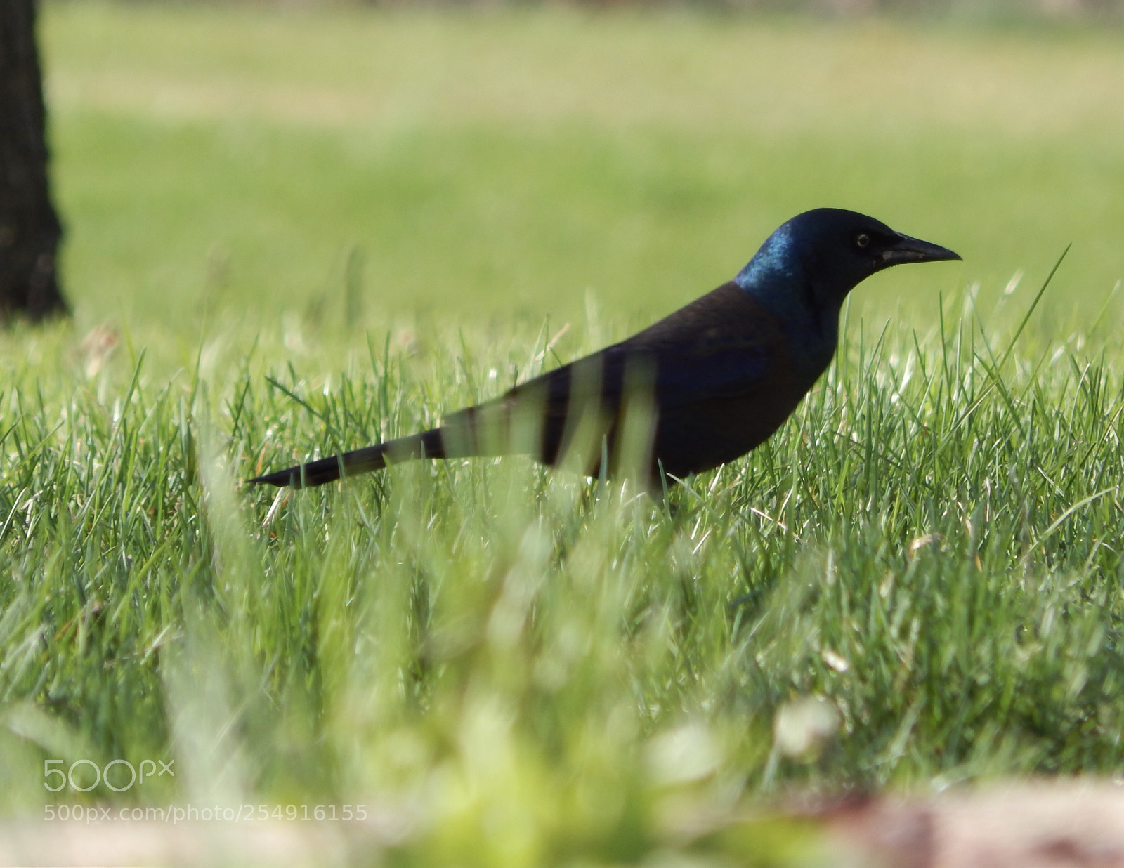 Nikon Coolpix L820 sample photo. Magnificent blue photography