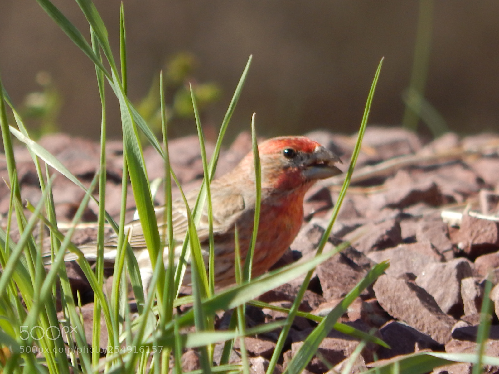Nikon Coolpix L820 sample photo. Red bird, green grass photography