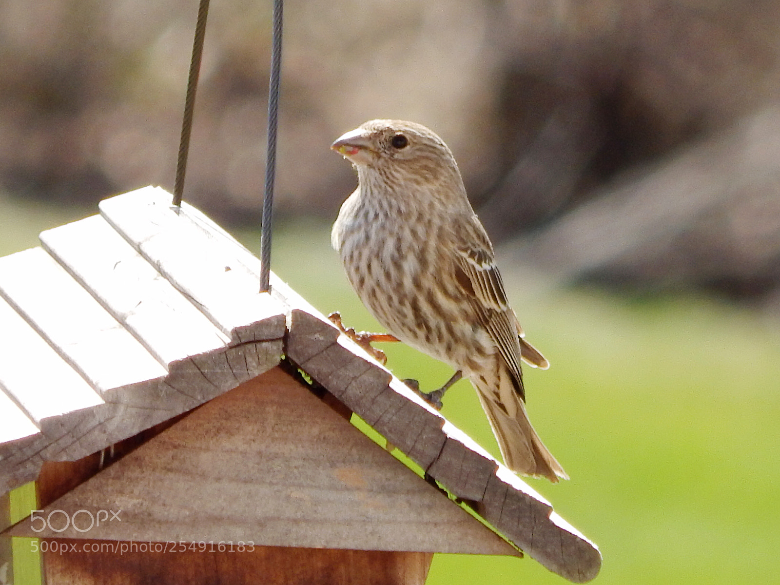 Nikon Coolpix L820 sample photo. Perched photography