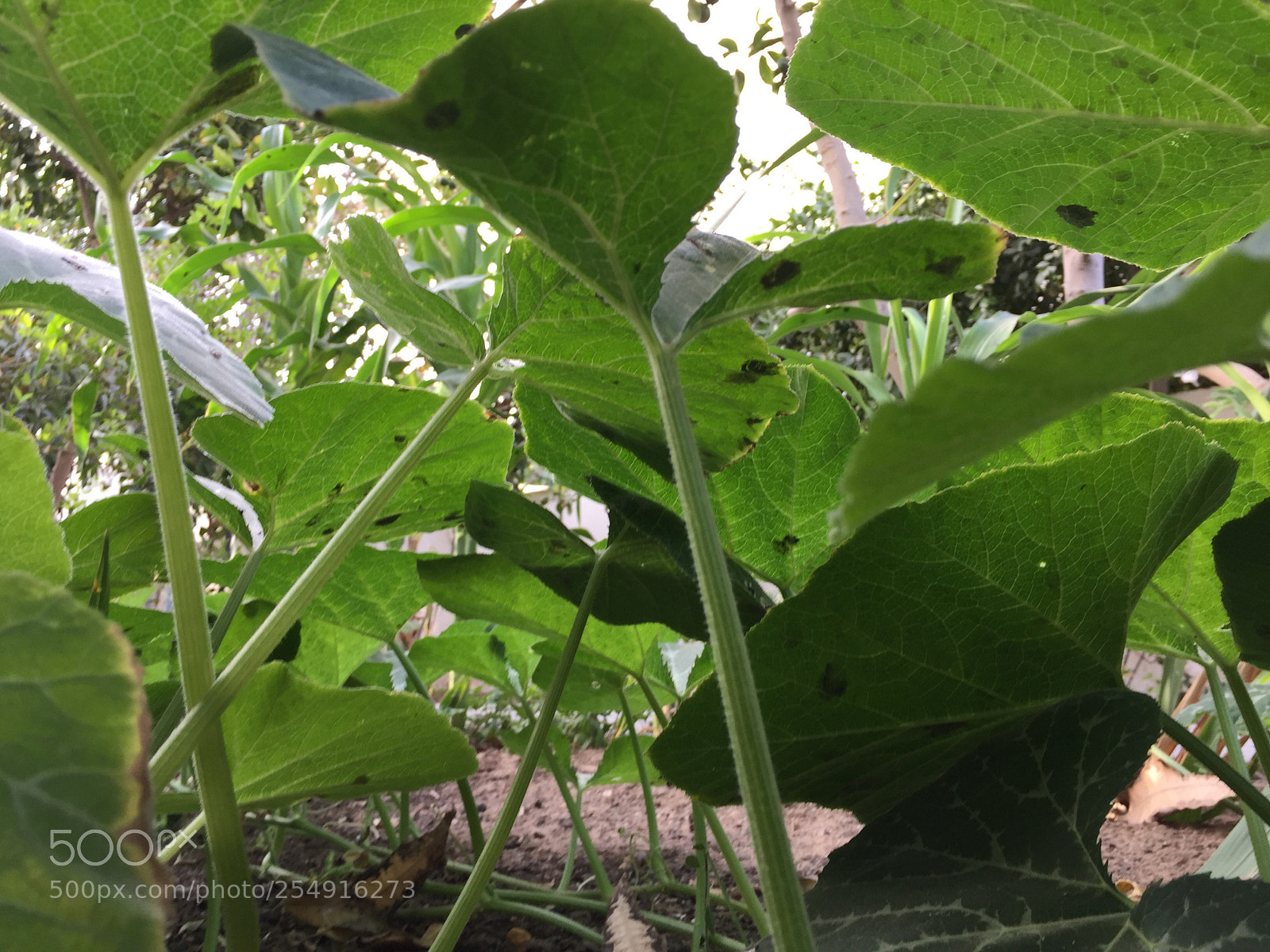 Apple iPhone 6 sample photo. Untitled photography