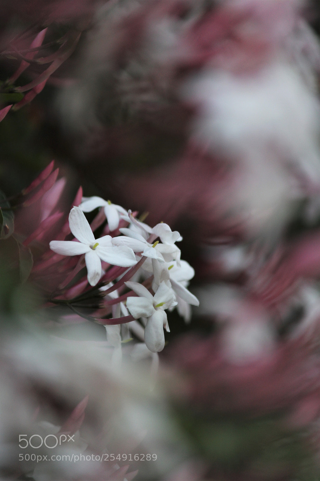Canon EOS 60D sample photo. In the dream photography