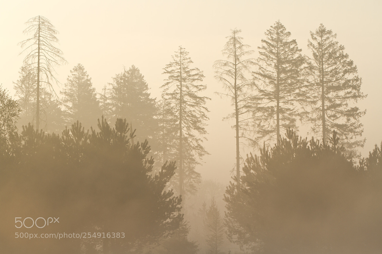 Canon EOS 7D sample photo. A forest photography