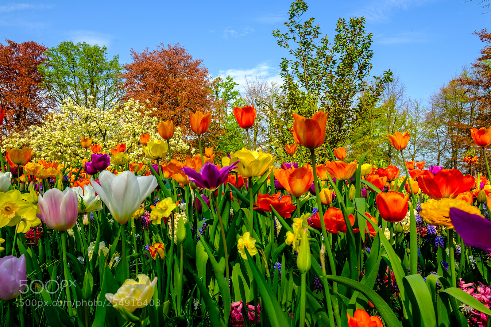 Fujifilm X-T2 sample photo. Keukenhof impressionen photography