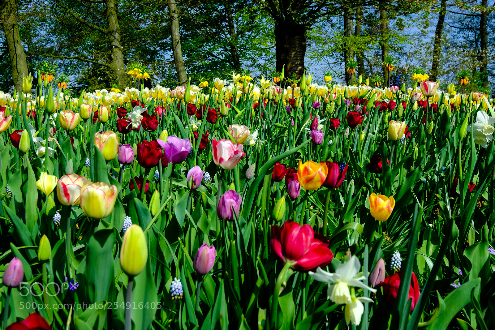 Fujifilm X-T2 sample photo. Keukenhof impressionen photography