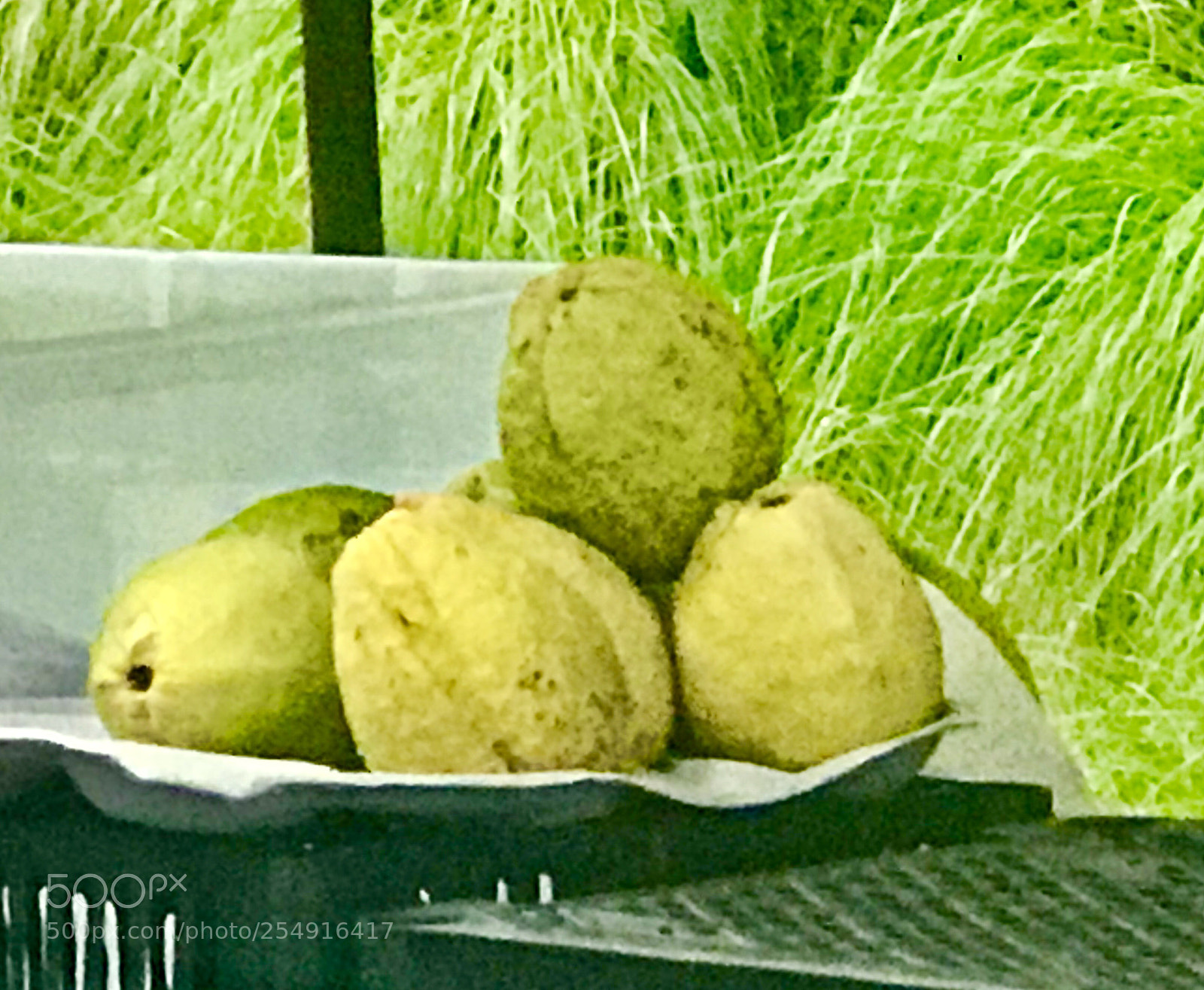 Apple iPhone 7 Plus sample photo. Guavas photography