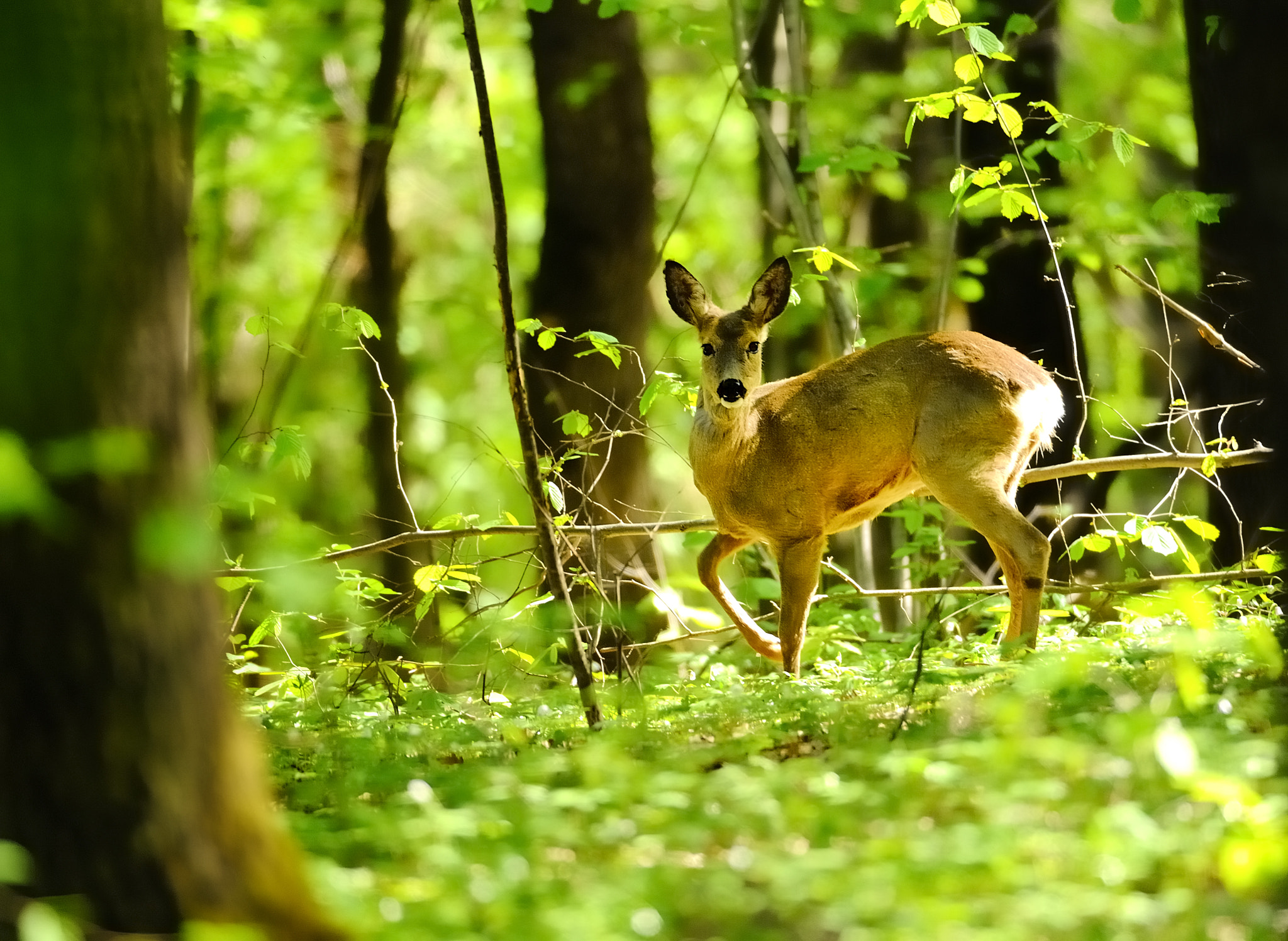 Nikon D700 sample photo. Roe deer  0804 photography
