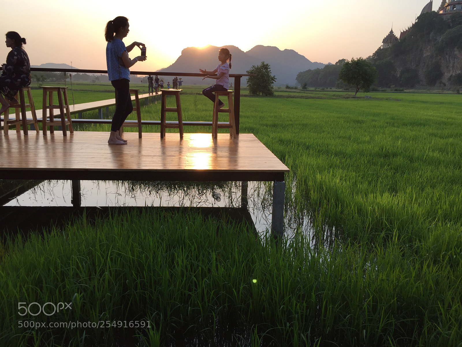 Apple iPhone 6 Plus sample photo. Evening at rices field photography