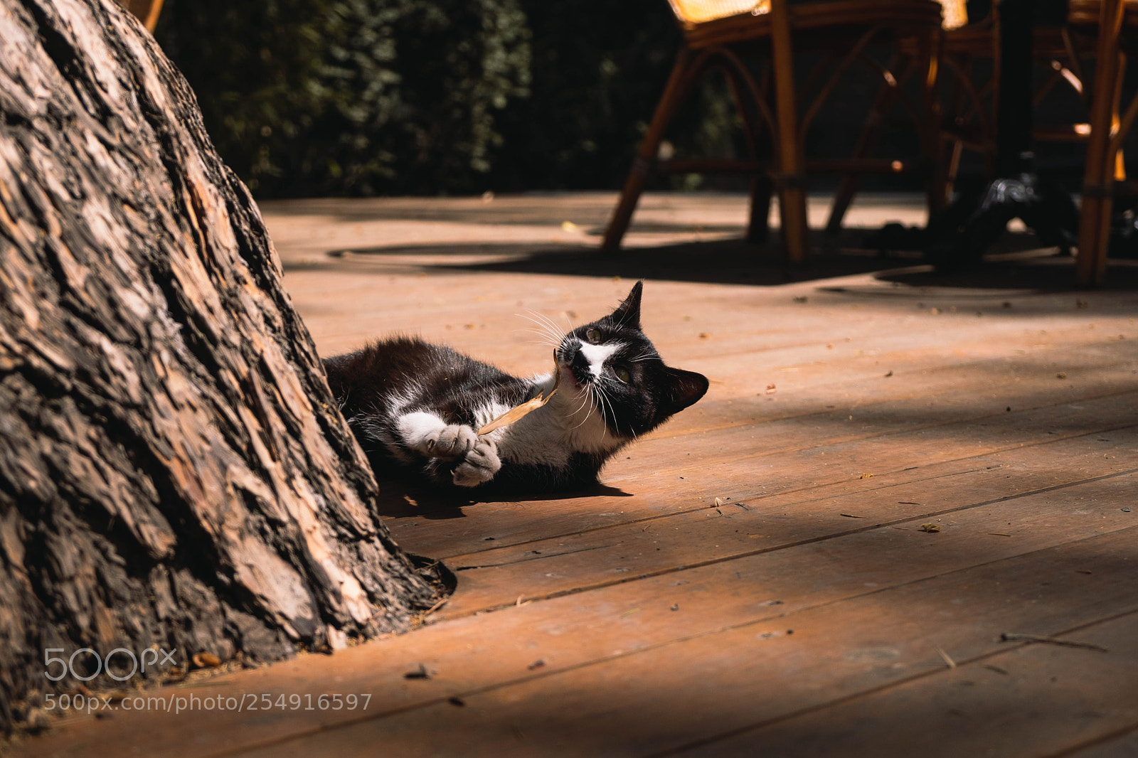 Fujifilm X-T20 sample photo. Cat photography