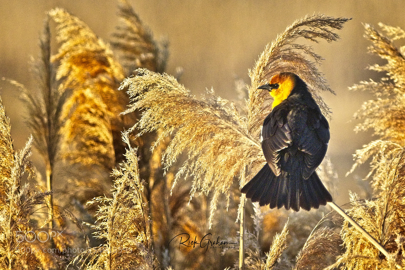 Canon EOS 80D sample photo. Yellow-headed blackbird photography