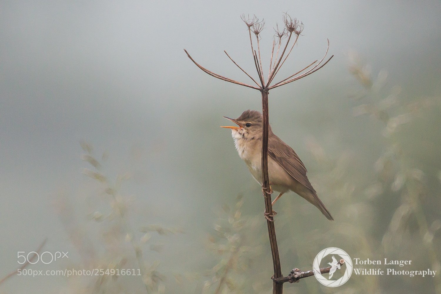 Canon EOS 70D sample photo. Marsh warbler photography