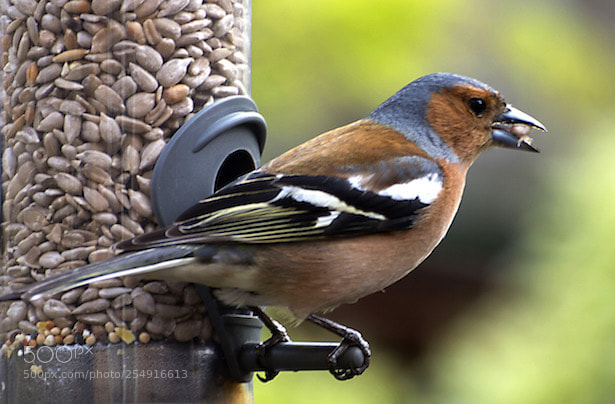 Nikon D3200 sample photo. Chaffinch  (fringilla coelebs) photography