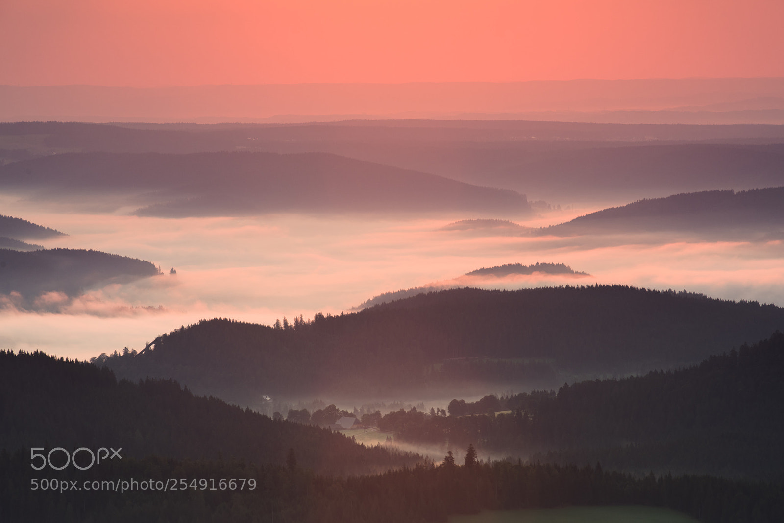 Nikon D810 sample photo. [ hazy black forest ] photography