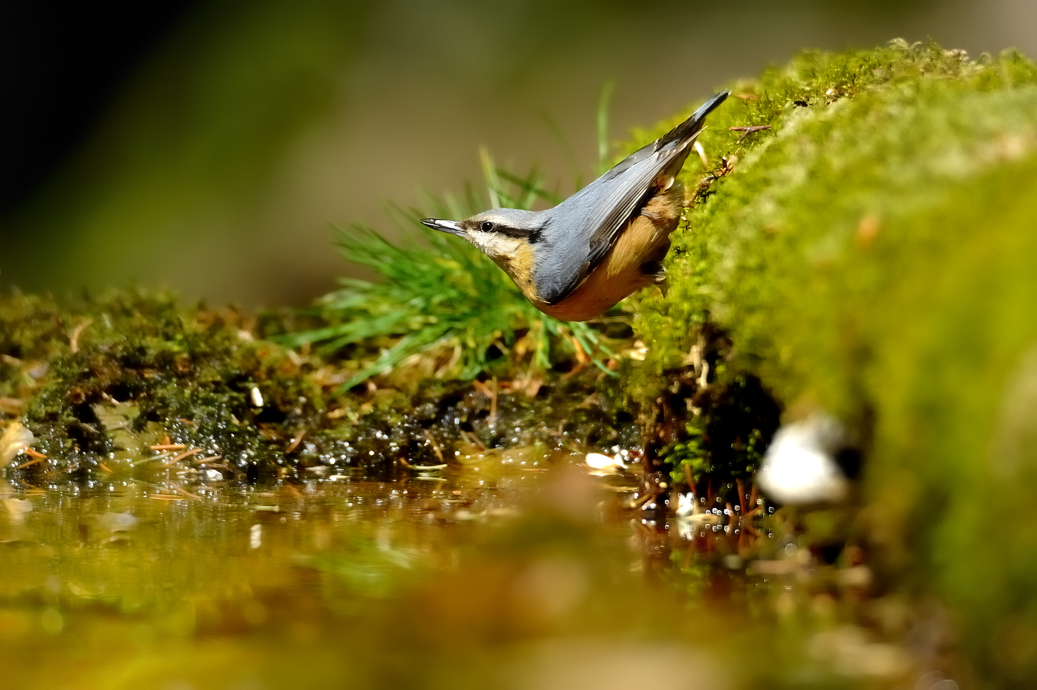 Nikon D700 sample photo. Nuthatch  0809 photography
