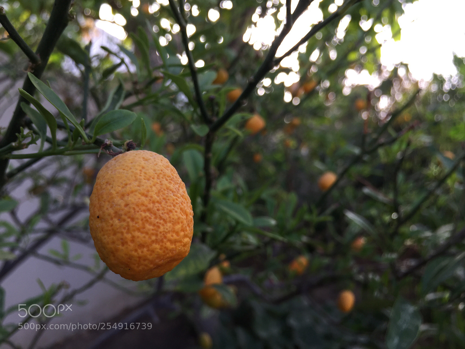 Apple iPhone 6 sample photo. Untitled photography