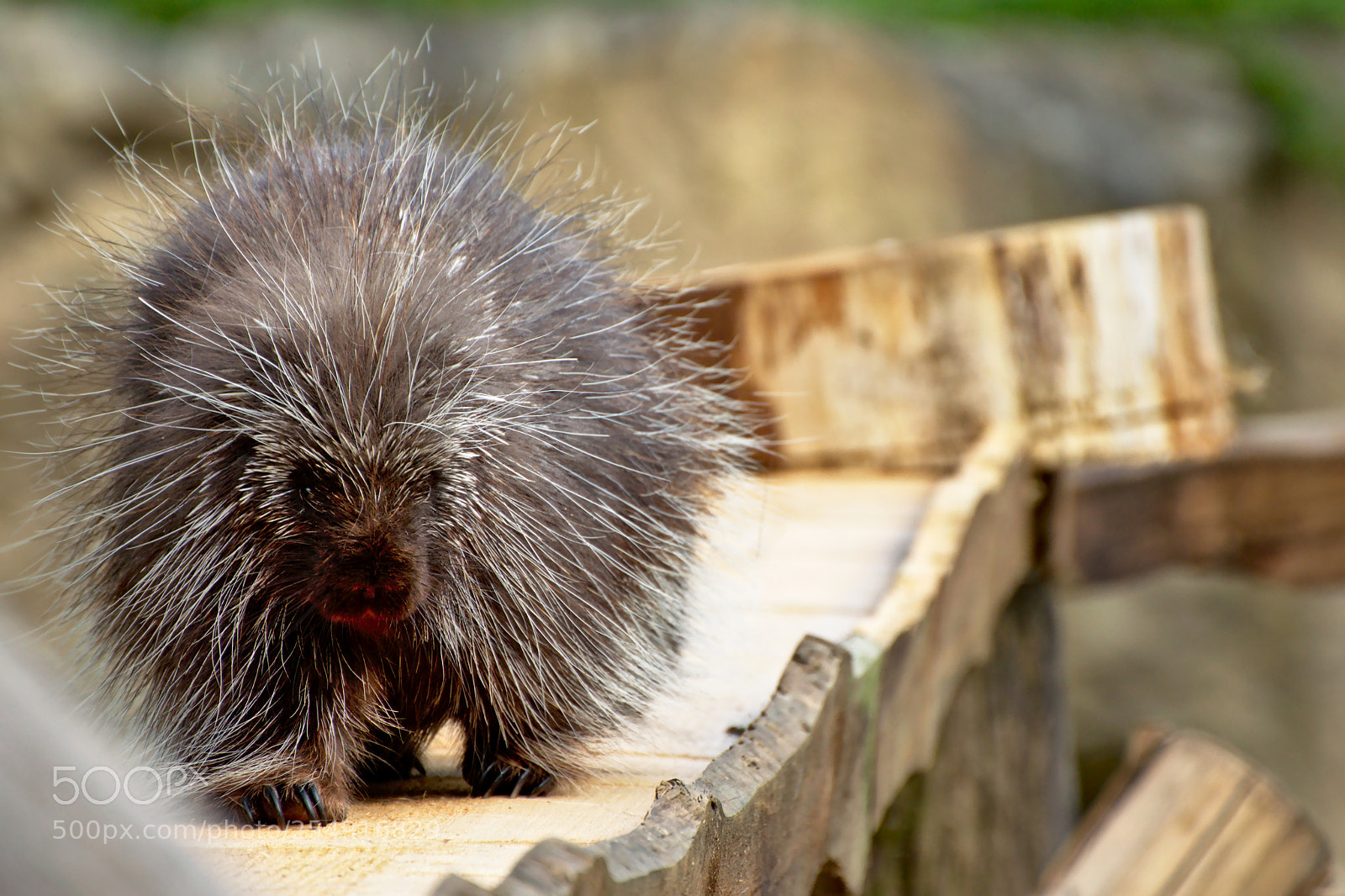 Nikon D3300 sample photo. Porcupine photography