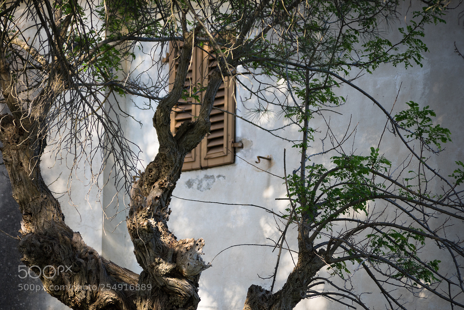 Pentax K-3 sample photo. Tree and window photography