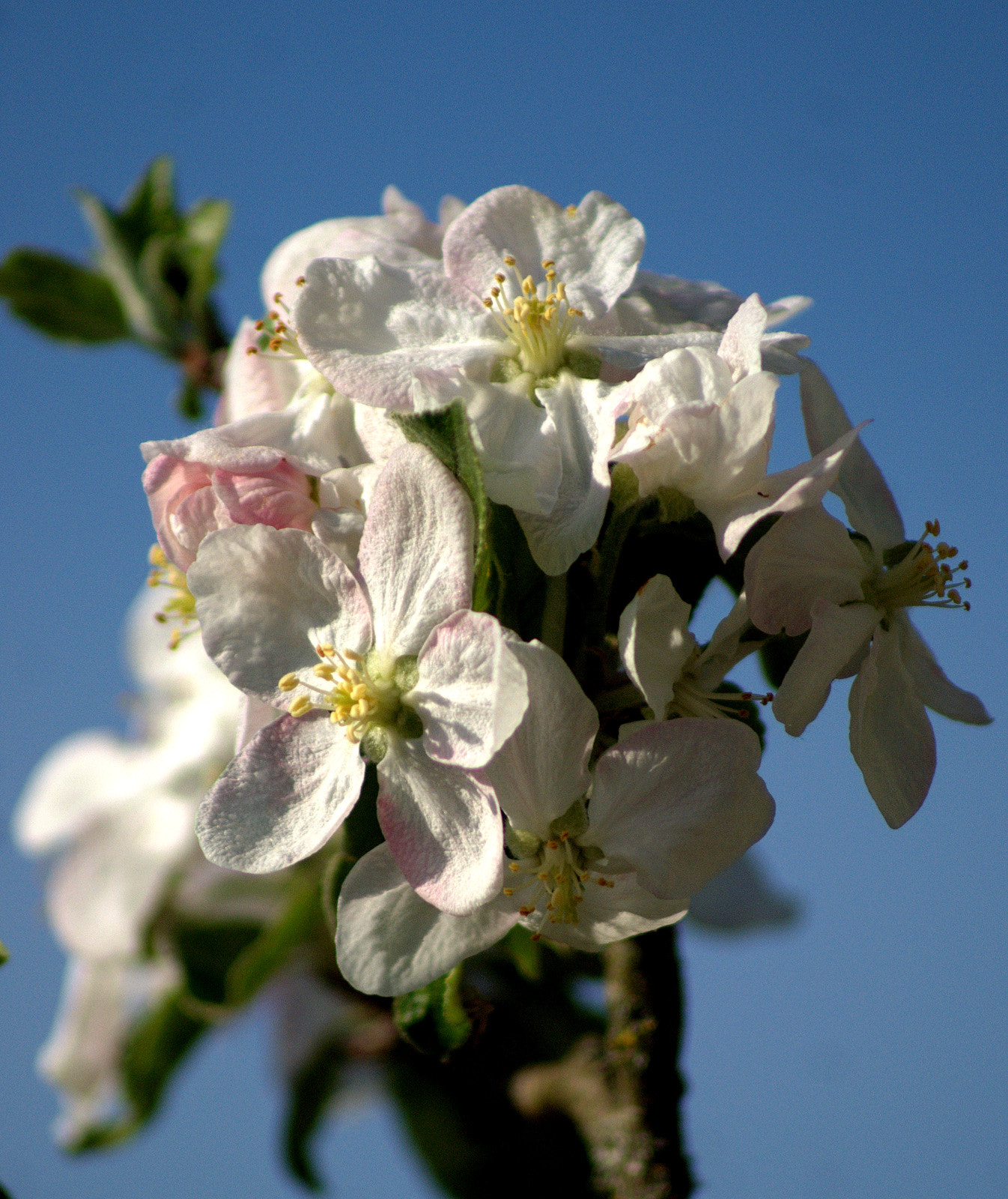 Sony 75-300mm F4.5-5.6 sample photo