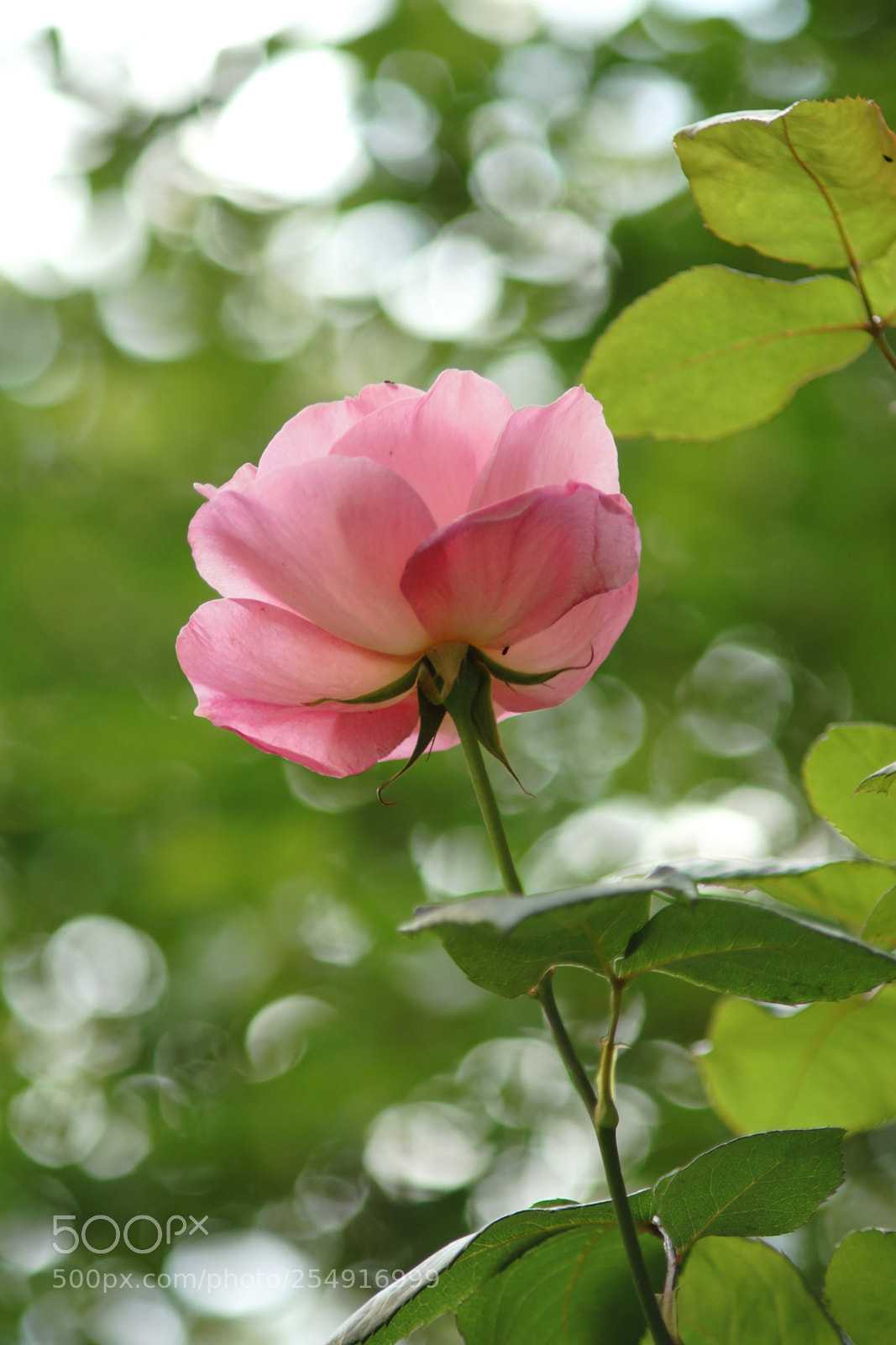 Sony SLT-A77 sample photo. Rose... photography