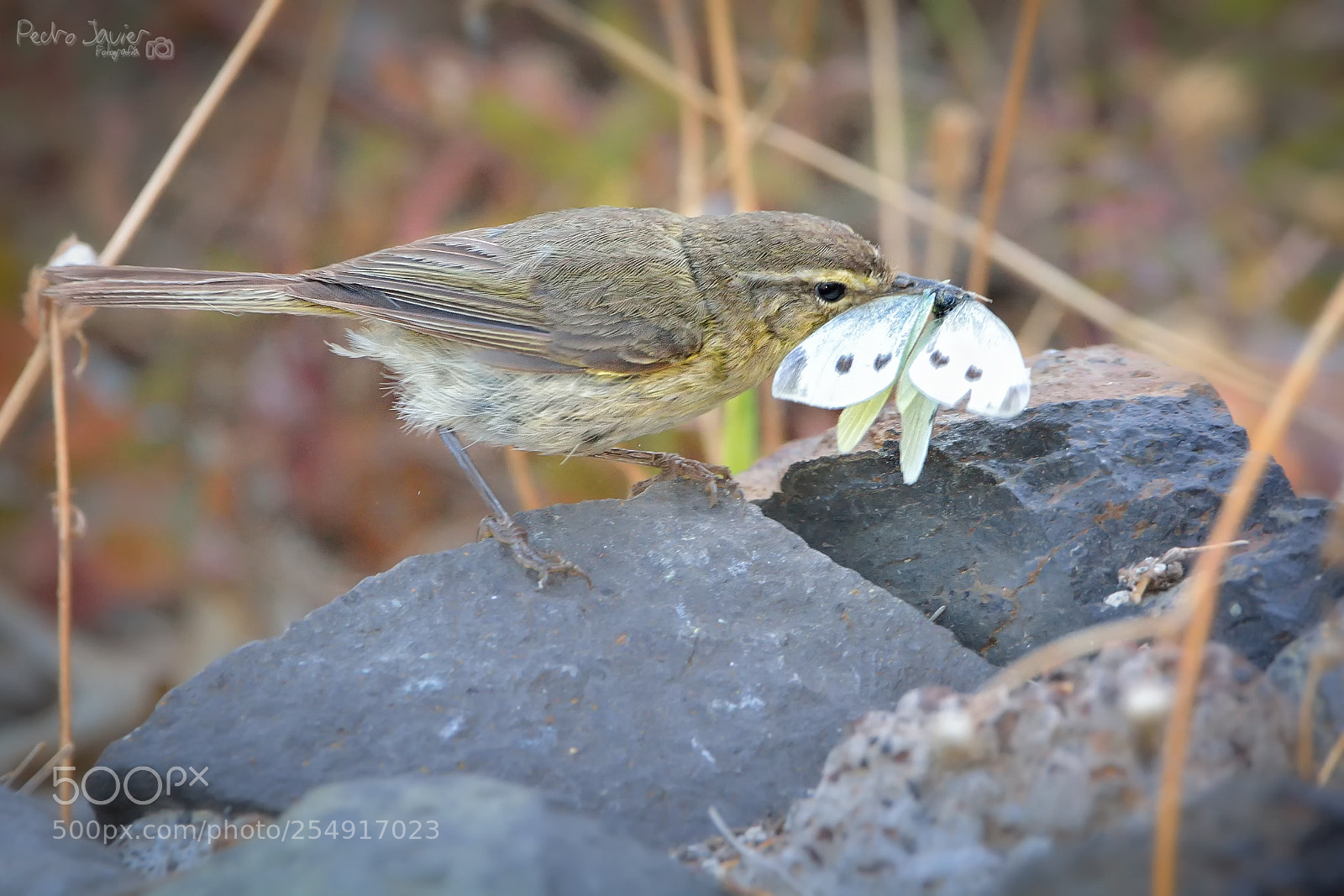 Nikon D7100 sample photo. Mosquitero & pieris rapae photography