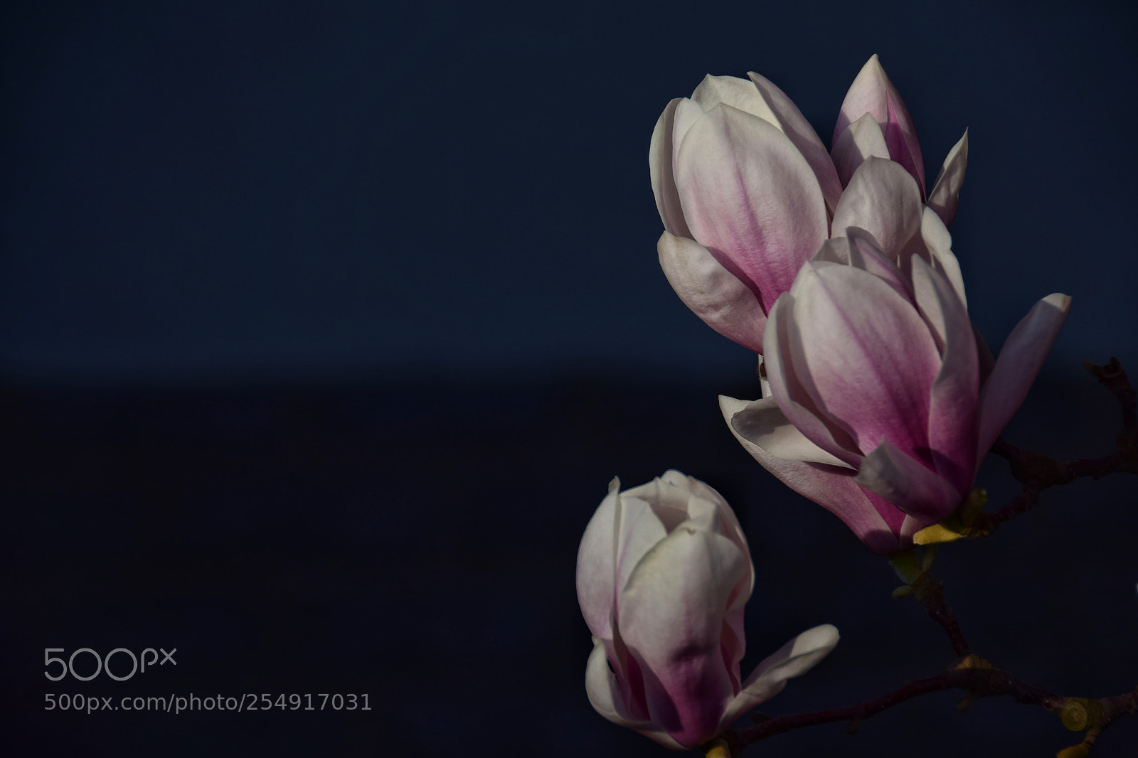 Nikon D5300 sample photo. Magnolienblüten photography