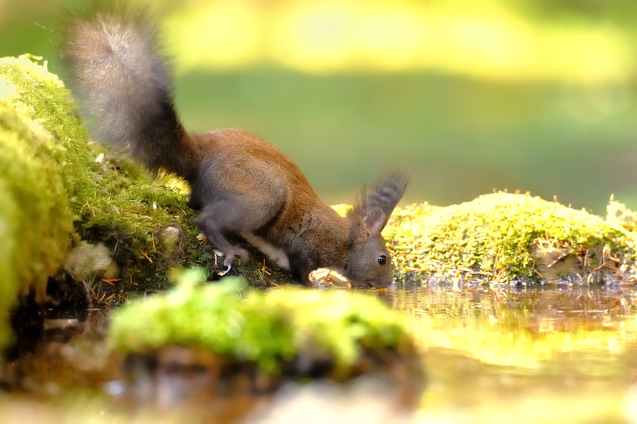 Nikon D700 sample photo. Squirrel  0855 photography