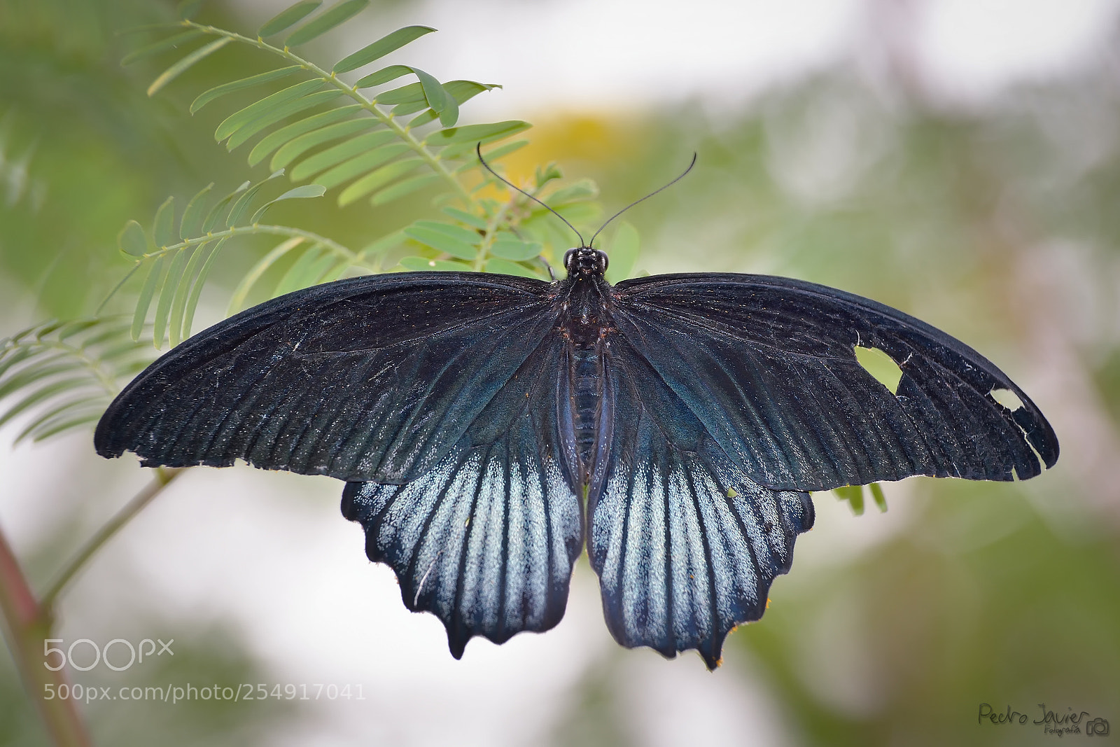 Nikon D7100 sample photo. Papilio memnon ♂ photography